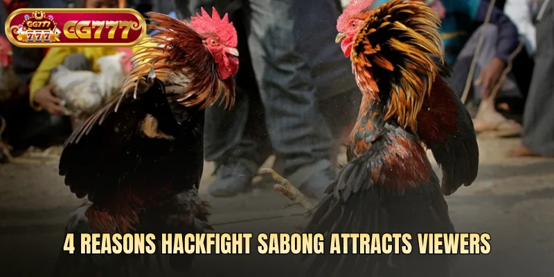 4 Reasons Hackfight Sabong attracts viewers