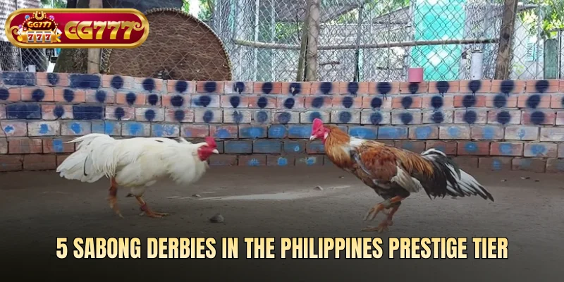 5 Sabong Derbies in the Philippines prestige tier