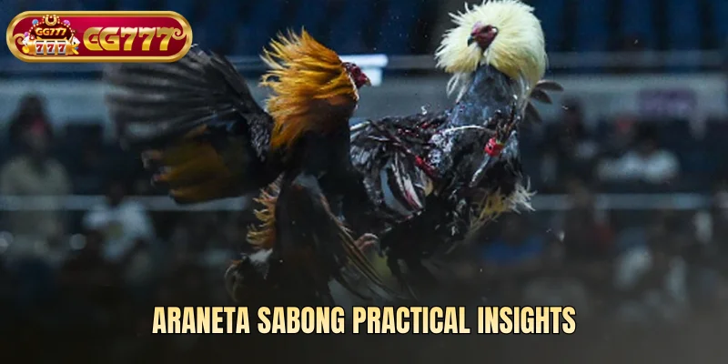 Araneta Sabong practical insights