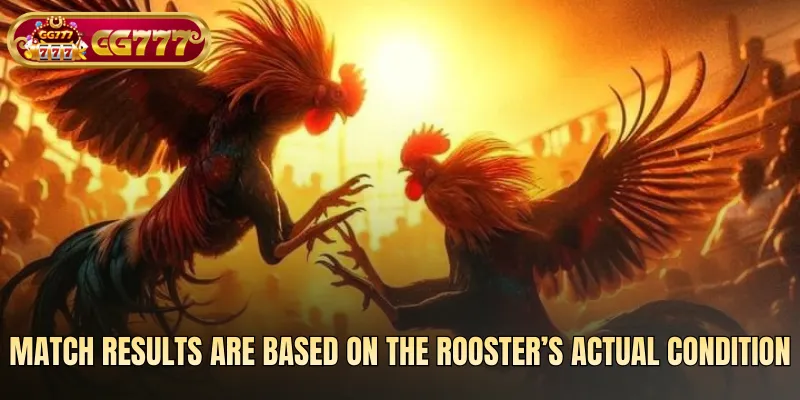 Match results are based on the rooster’s actual condition