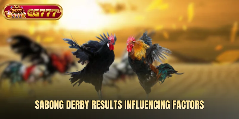 Sabong derby results influencing factors