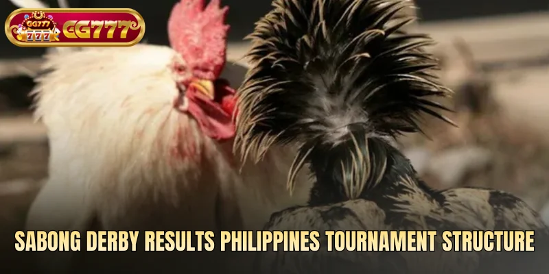 Sabong derby results Philippines tournament structure