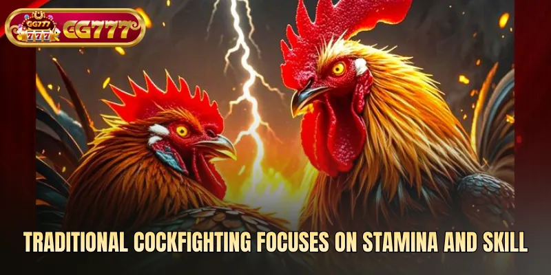 Traditional cockfighting focuses on stamina and skill